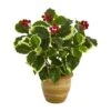 14" Variegated Holly Plant In Ceramic Planter -Christmas Designers Store D262456S 1