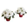 12" Potted White Poinsettia Set -Christmas Designers Store D322502S 11