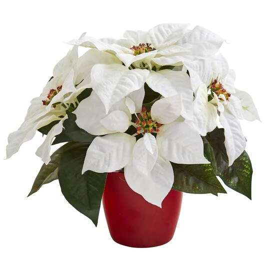 12" Potted White Poinsettia Set 6 12" Potted White Poinsettia Set - Image 4