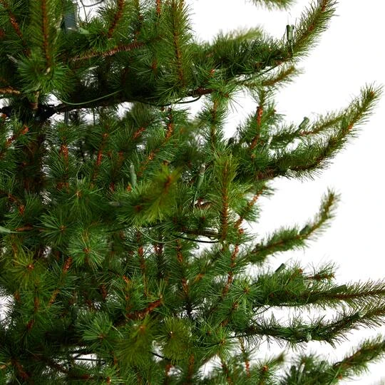 9ft. Pre-Lit Vancouver Mountain Pine Artificial Christmas Tree, Clear Lights 8 9ft. Pre-Lit Vancouver Mountain Pine Artificial Christmas Tree, Clear Lights - Image 6