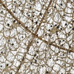 53" Pre-Lit LED Champagne Gold Praying Angel 14 53" Pre-Lit LED Champagne Gold Praying Angel -Christmas Designers Store D619797S 14